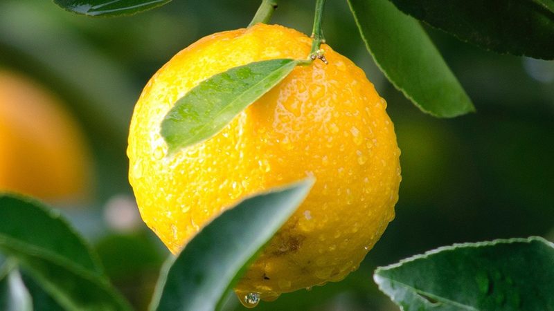 血液制品与疫苗：本质区别与关键特性